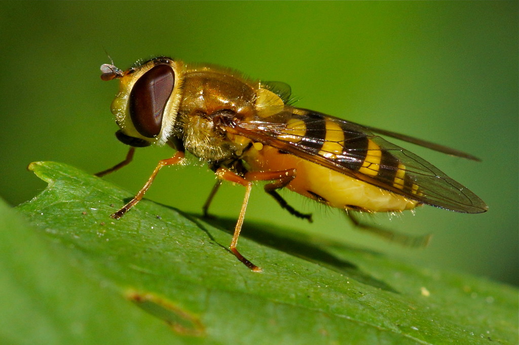 A HOVER-FLY by markp