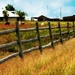 Fence Line by judyc57