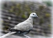 13th Oct 2016 - Collared dove