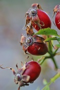 13th Oct 2016 - Rosehips ..... (For Me)