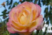 24th Oct 2010 - Pretty Rose
