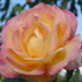 Pretty Rose by bizziebeeme