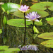 water lily by koalagardens