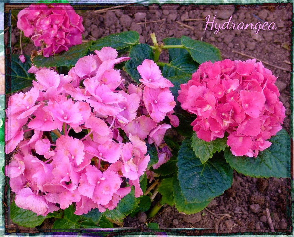 Pink Hydrangea by beryl