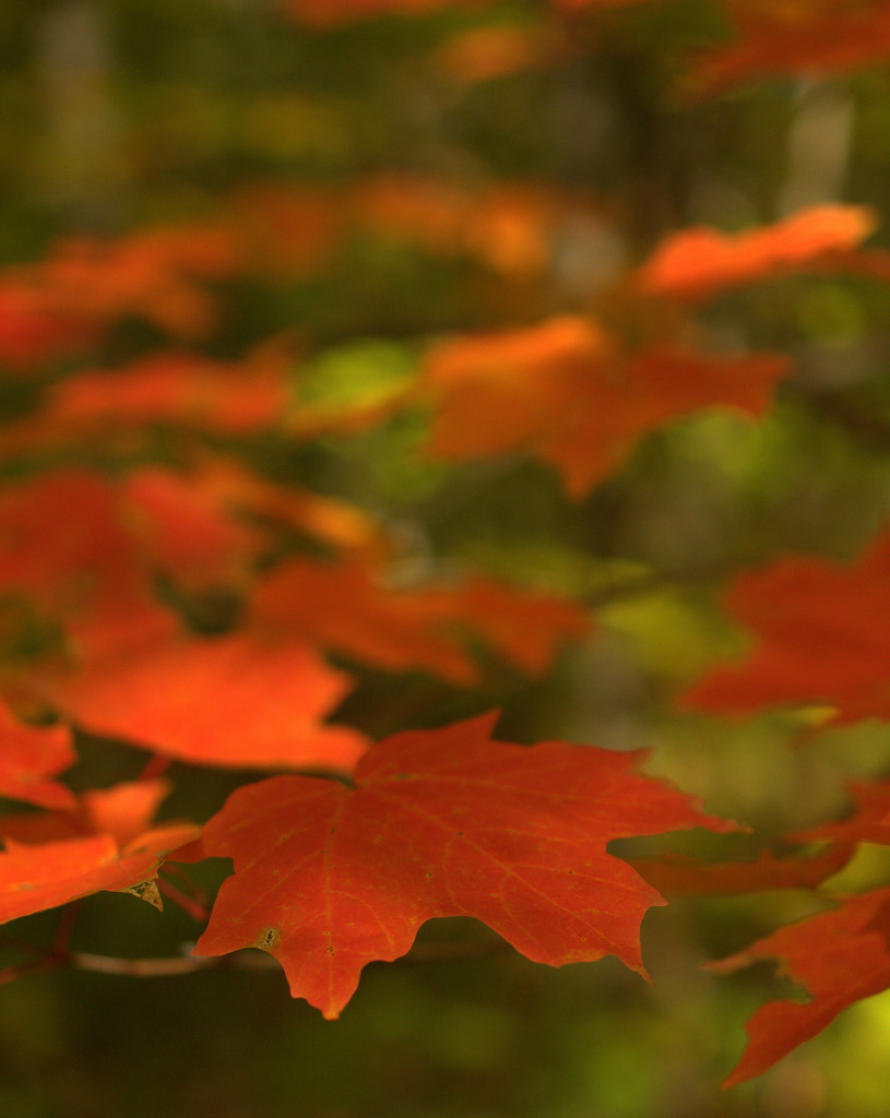 Autumn Leaves by jayberg