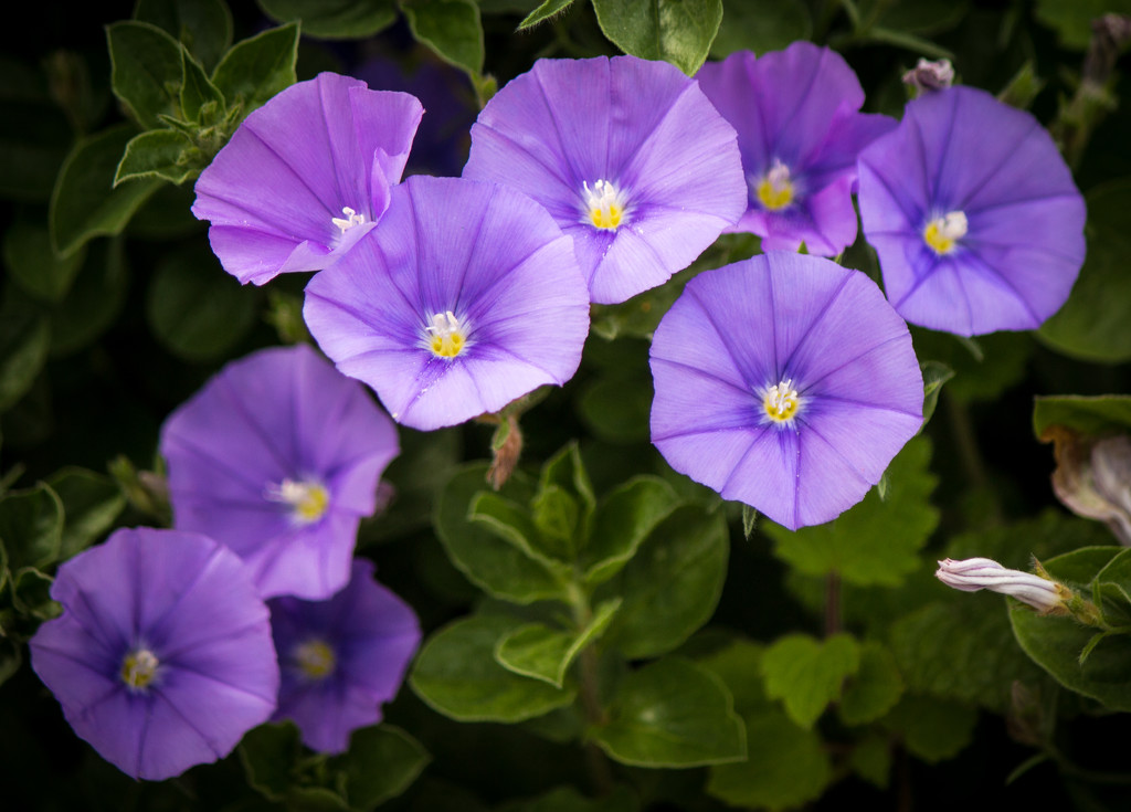 Purple flowers by swillinbillyflynn