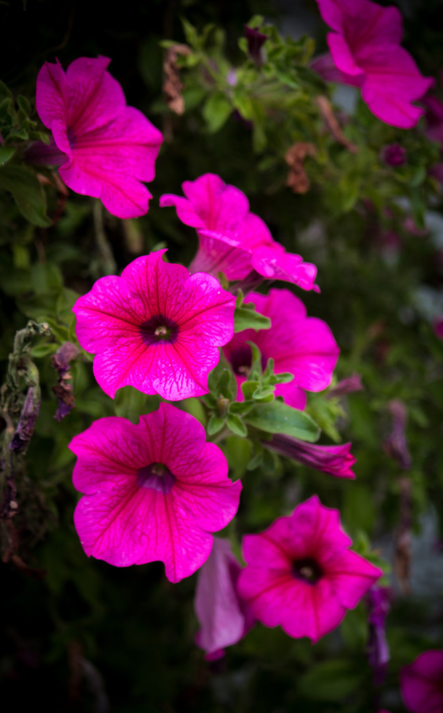 Pink Flowers by swillinbillyflynn