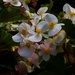 White Begonia ~ by happysnaps