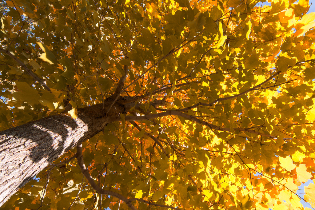 Autumn Leaves by dakotakid35
