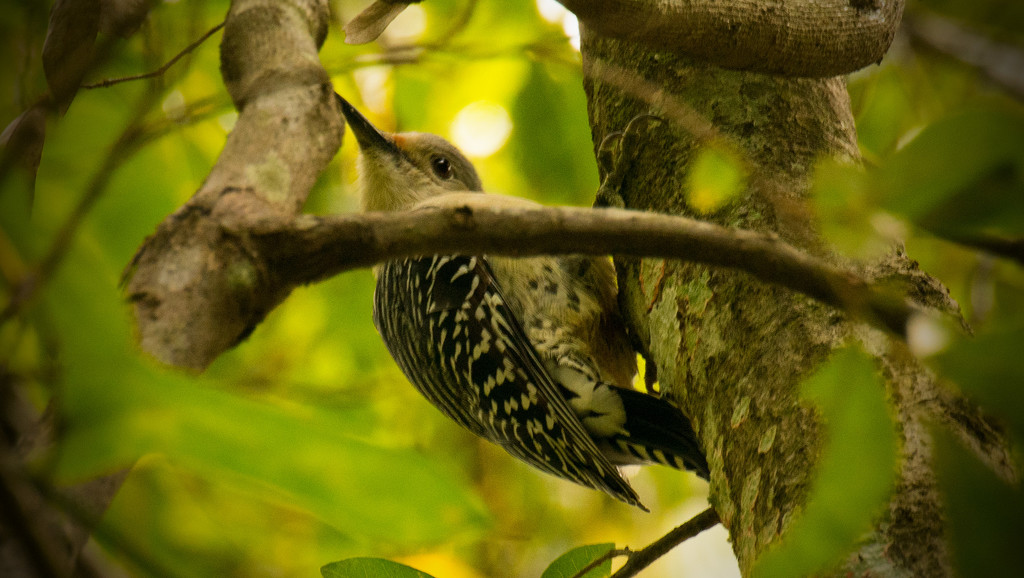 Woodpecker! by rickster549