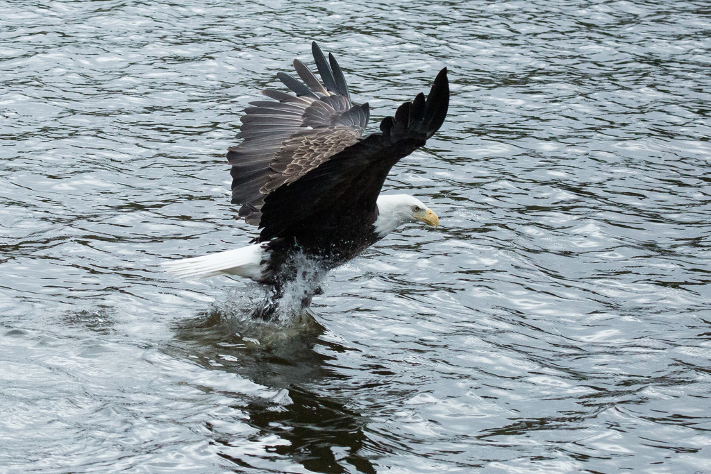 2016 10 13 Catch of the Day by pamknowler