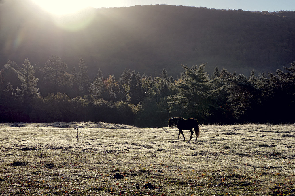 First Frost by Weezilou