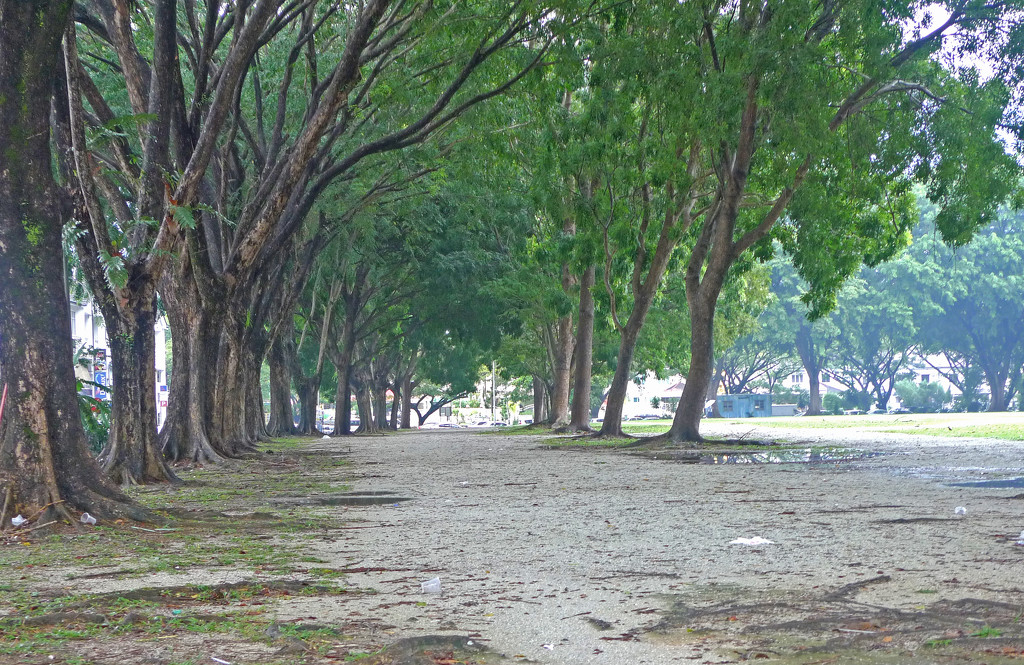 Avenue of trees by ianjb21