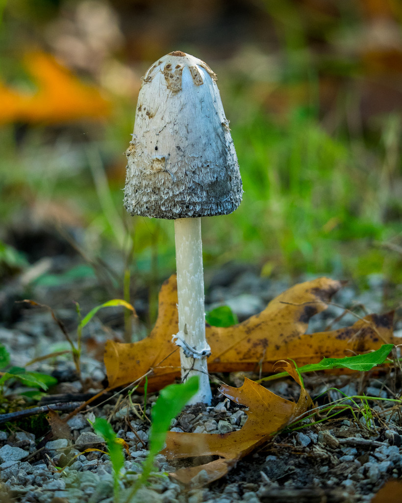Mushroom Closeup by rminer