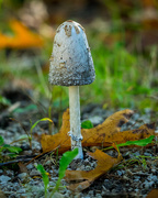 13th Oct 2016 - Mushroom Closeup