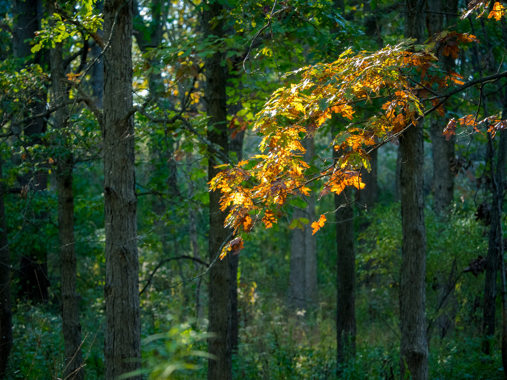 Changing Leaves in the woods by rminer