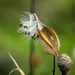 Milkweed Pod with Seeds by rminer