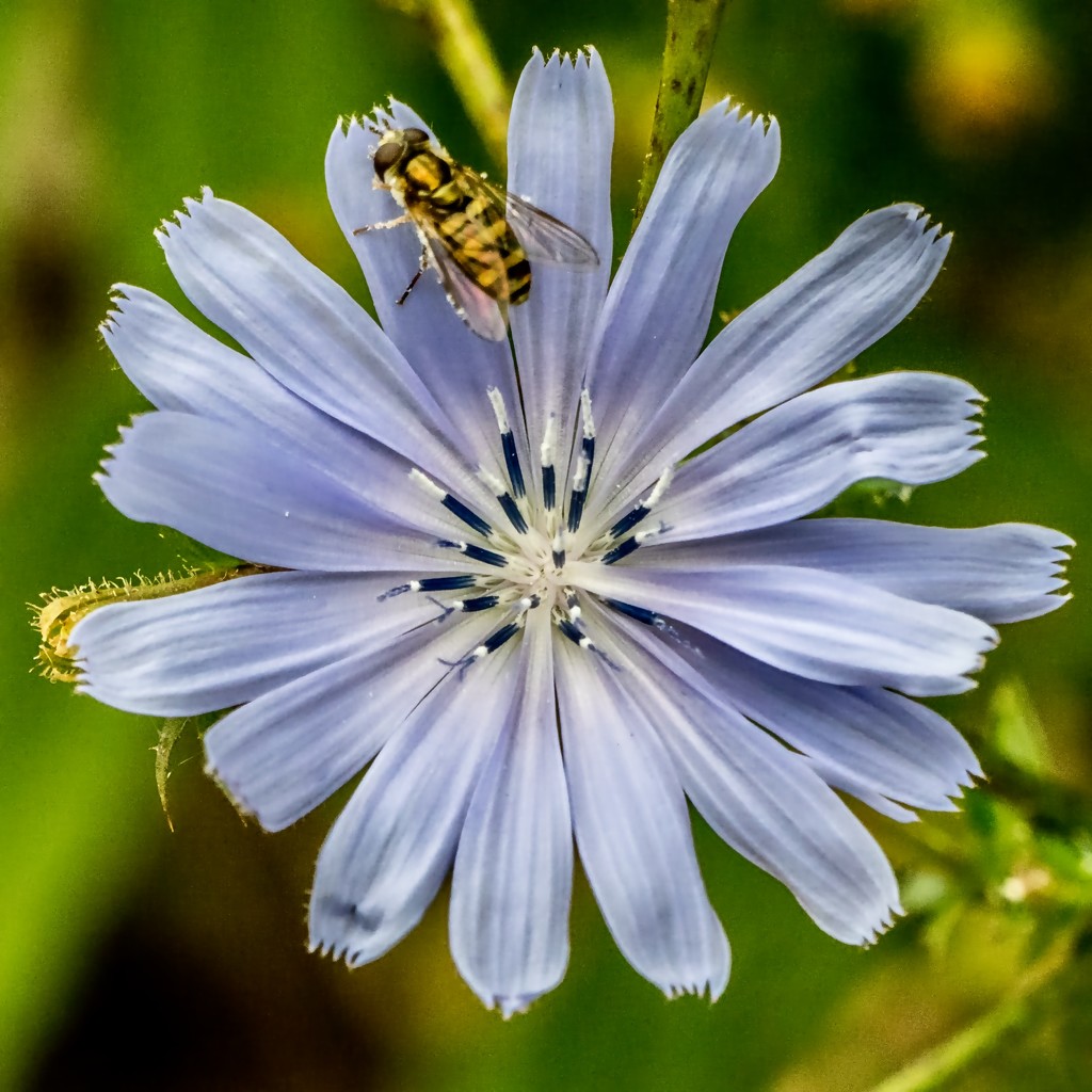 Chicory Closeup by rminer