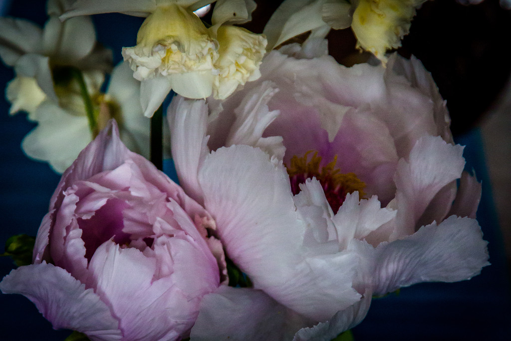 Peonies by pusspup