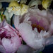 Peonies by pusspup