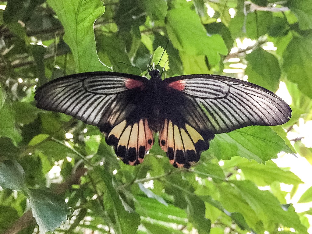 Mariposa  by cocobella