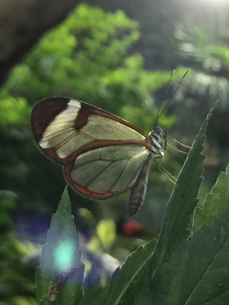 Transparent moth by cocobella