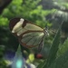 Transparent moth by cocobella