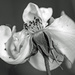petals Black and white by callymazoo
