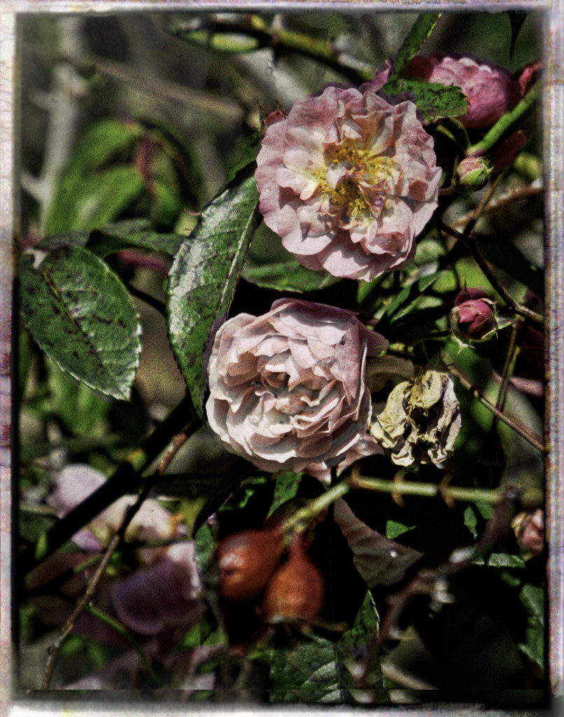 End of Summer Roses by gardencat