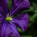 Clematis by tonygig
