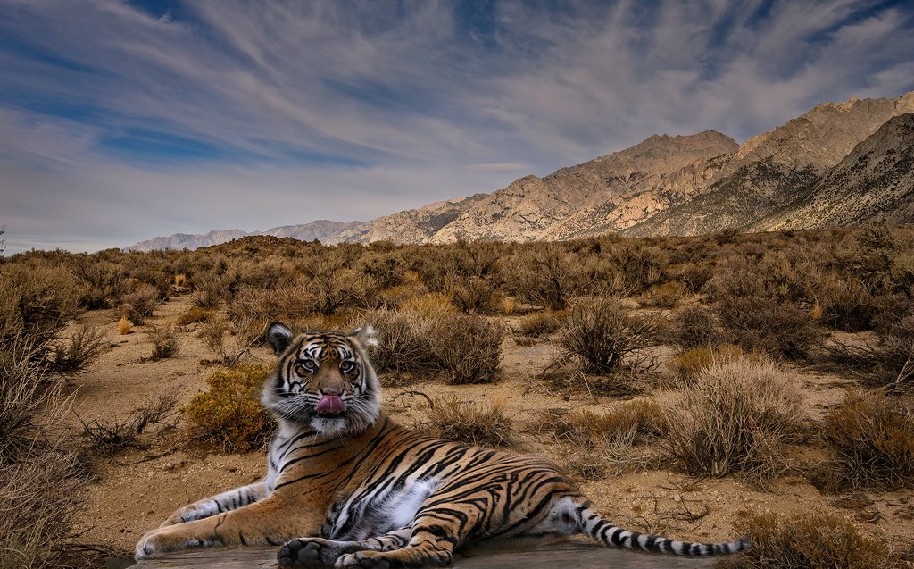 Tiger Composite 2 by jgpittenger