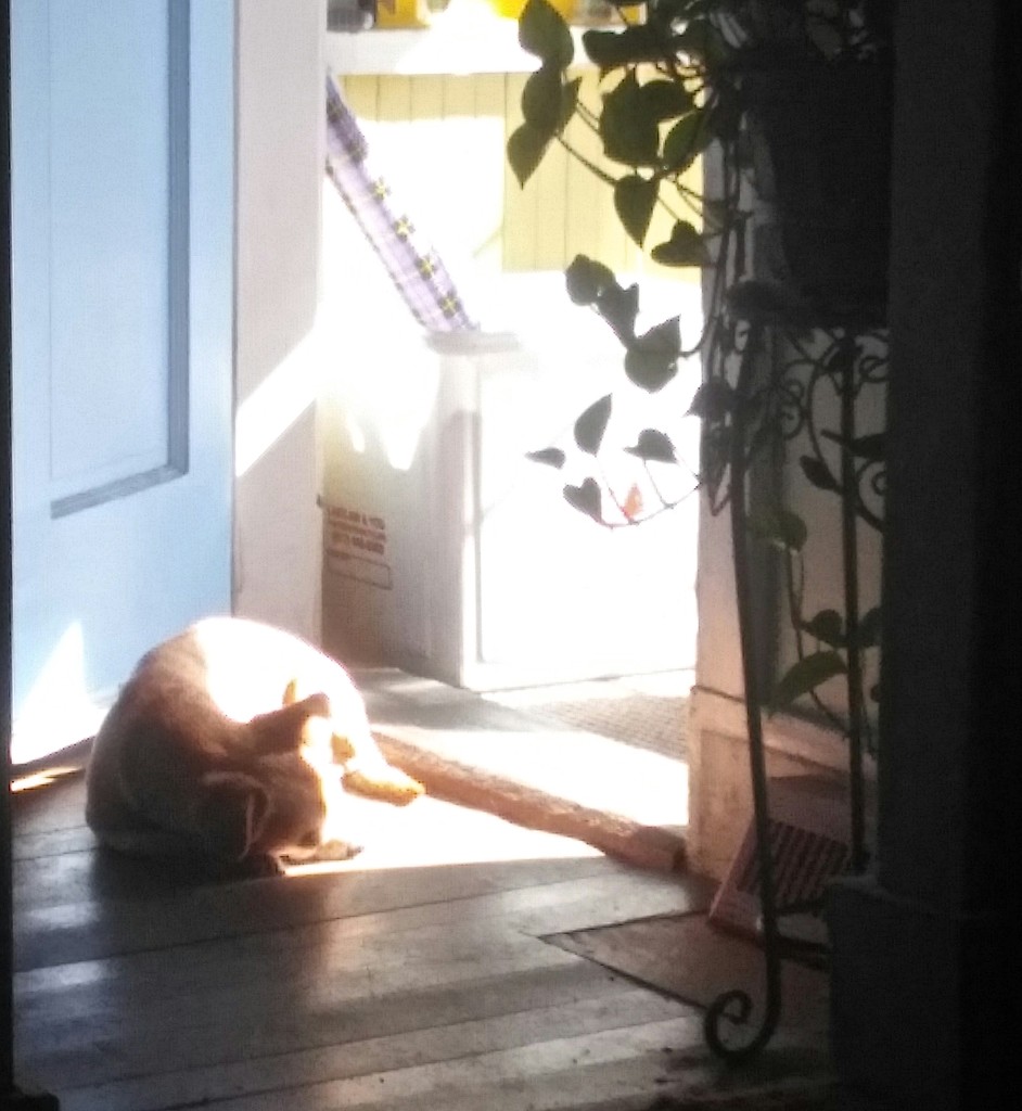 Solar Dog Recharging. by meotzi