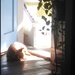 Solar Dog Recharging. by meotzi