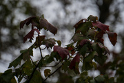 14th Oct 2016 - Autumn leaves on overcast day