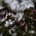Autumn leaves on overcast day by randystreat