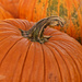 Pumpkins by lynne5477
