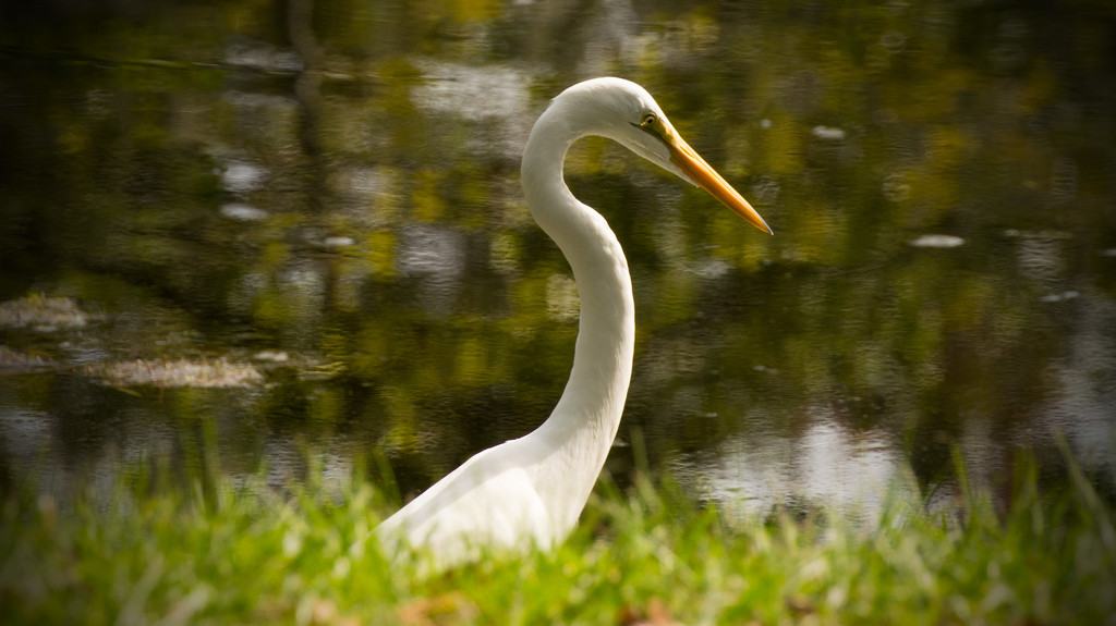 Partial Egret Profile! by rickster549