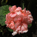 Pink Geranium  by kerenmcsweeney