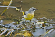 10th Oct 2016 - GREY WAGTAIL