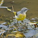 GREY WAGTAIL by markp