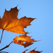 Fall's Golden-Brown Leaves by seattlite