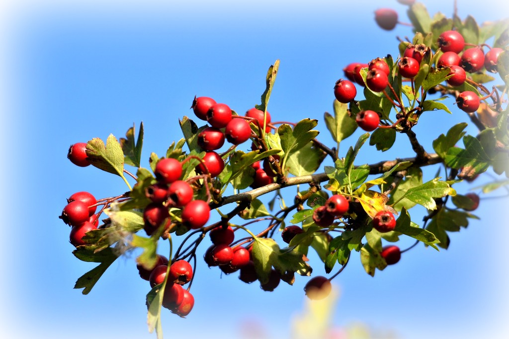 Red berries against a blue sky by rosiekind