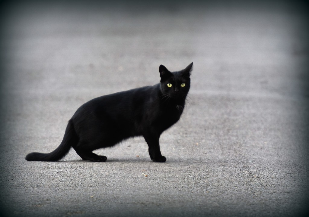 Lucky black cat by rosiekind