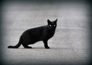 15th Oct 2016 - Lucky black cat