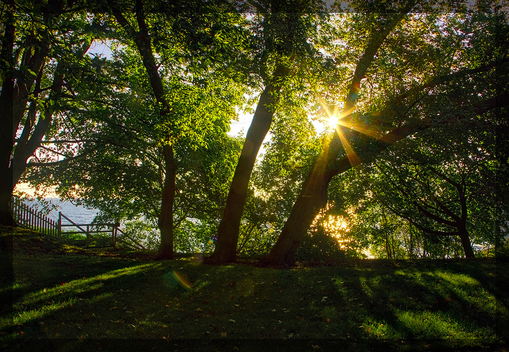 Rising Sun by gardencat