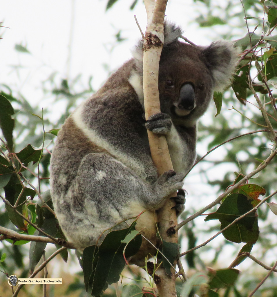 howler by koalagardens