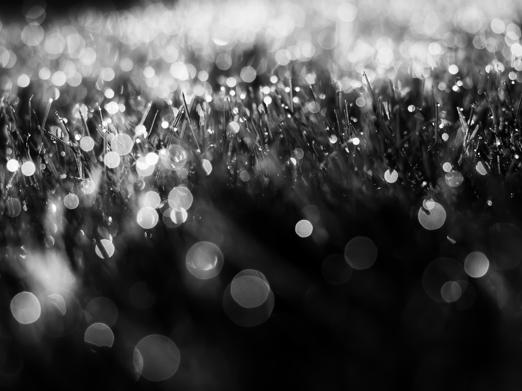 mining the bokeh field by northy