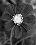 15th Oct 2016 - Cosmos in BW