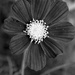 Cosmos in BW by daisymiller