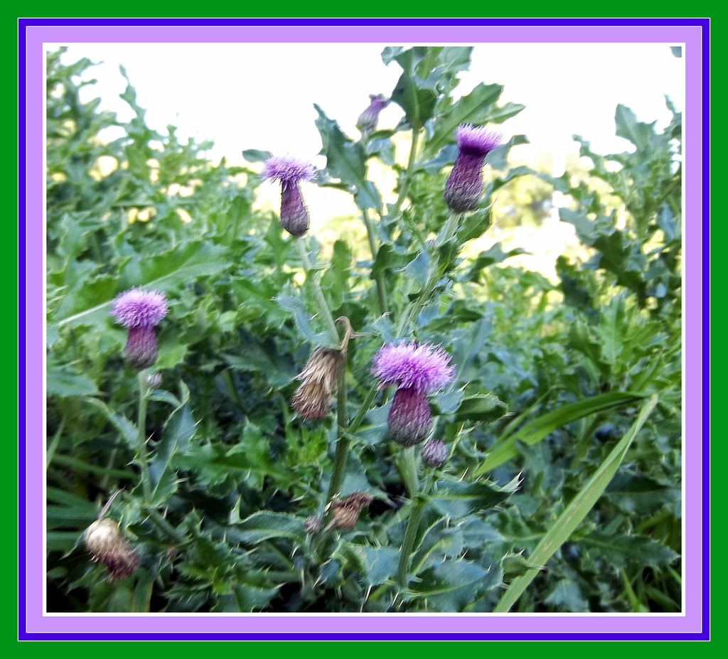 Small thistles. by grace55